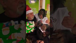 Christmas Day Chimpanzee Shenanigans With Human Dad #Limbani