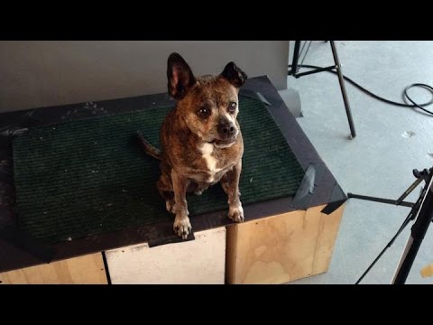 Video: Disse billeder indfanger trofaste hunde fra hvalp til deres seniorår