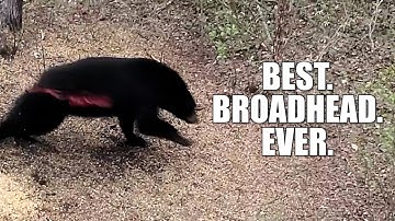 THIS BROADHEAD is #1...period.