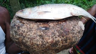 Bengali Ol Kochu and Ilish Macher Dhoka Recipe