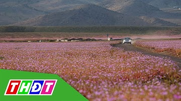 Hoa nở ở sa mạc khô cằn nhất thế giới | THDT