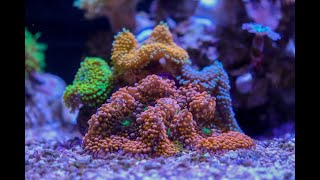 How to help bleaching corals