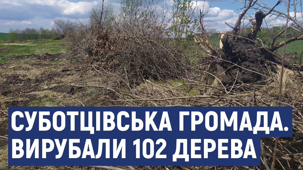 У селі Мілова Балка на Кіровоградщині вирубали сотню дерев. Хто за це відповідатиме