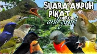 suara pikat burung kecil paling ampuh sejagat || pikat ampuh burung kecil