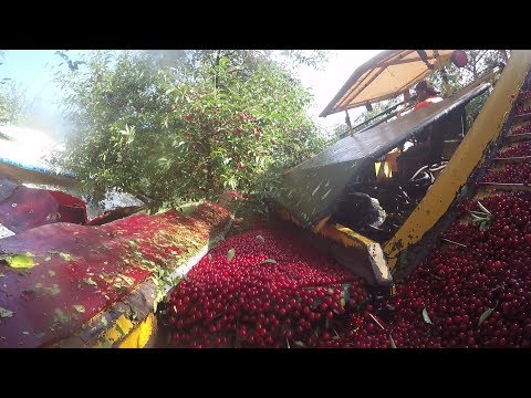 Michigan Cherry Harvest: Shake It Up!