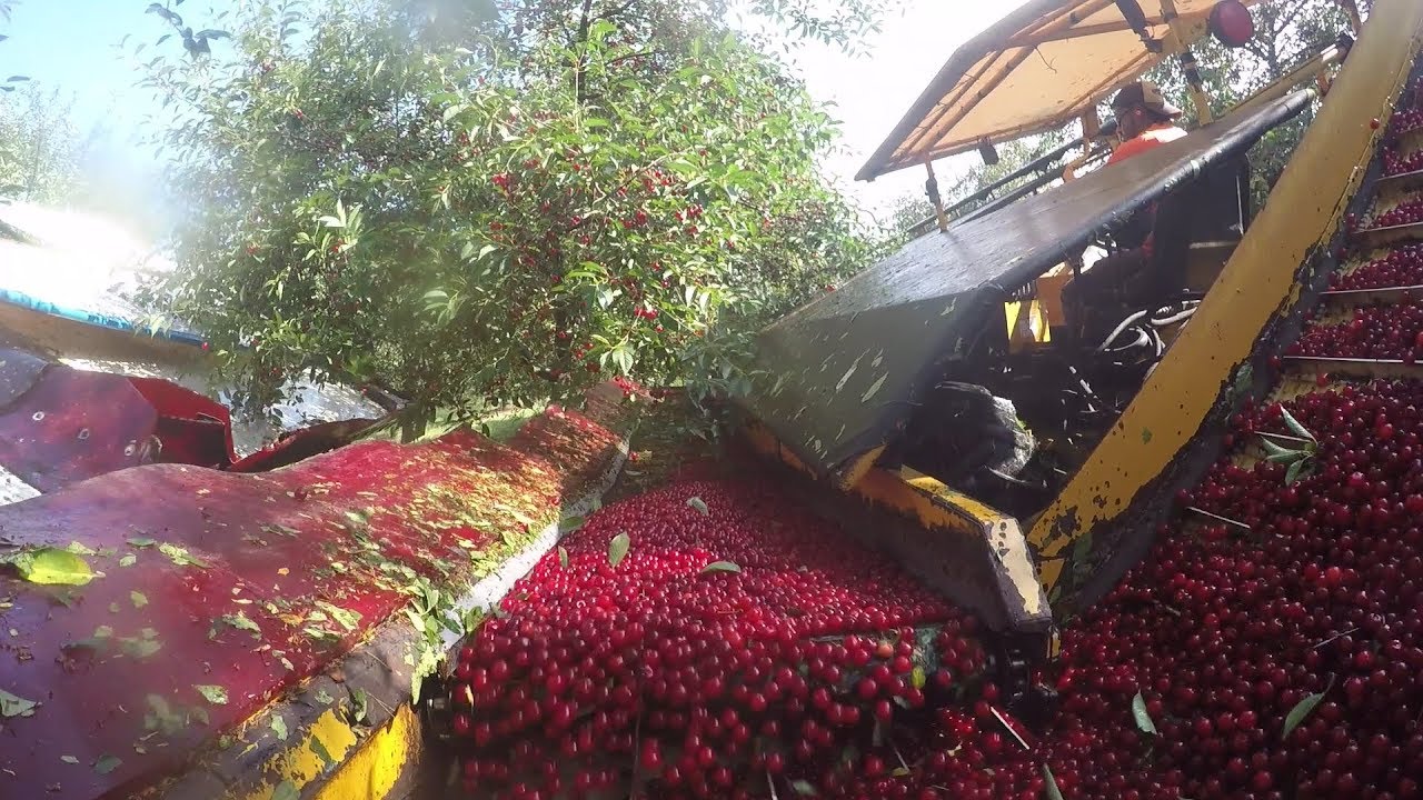 Michigan Cherry Harvest Shake It Up! YouTube