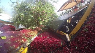 michigan cherry harvest: shake it up!