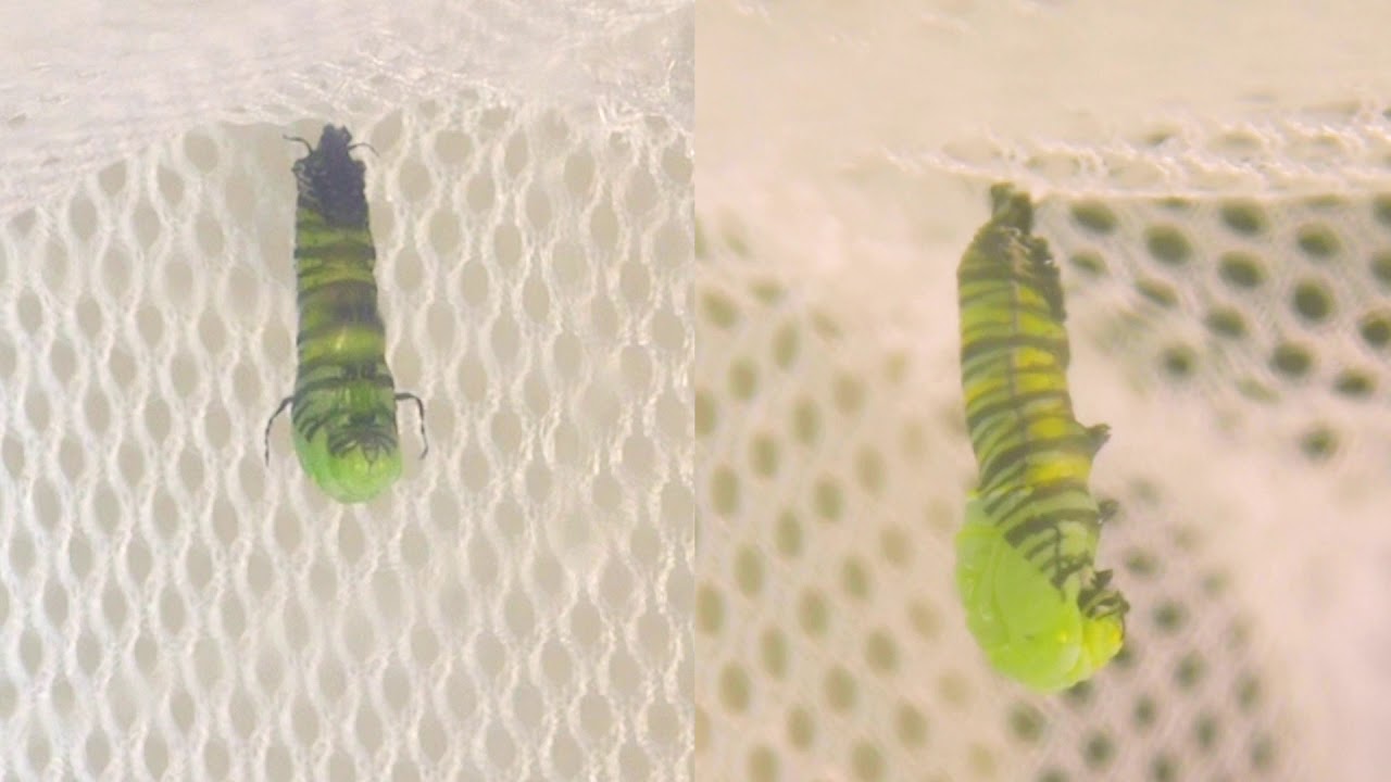 Monarch Caterpillar a Chrysalis YouTube