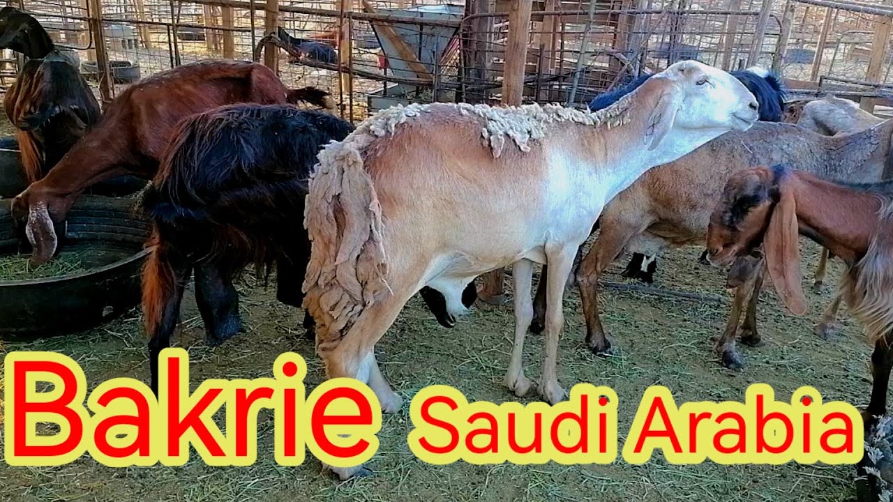 Saudi Arabia bakri farm Abu Hussain Travel volog A