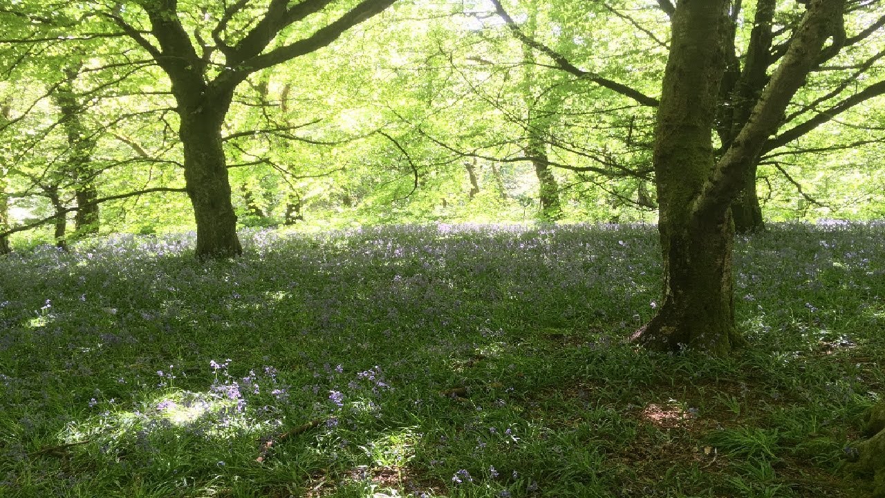 Mia Mountain  ) -_- (