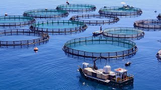 The Process of Raising 30 Million Salmon in Norwegian Fish Farms - Aquaculture Insights