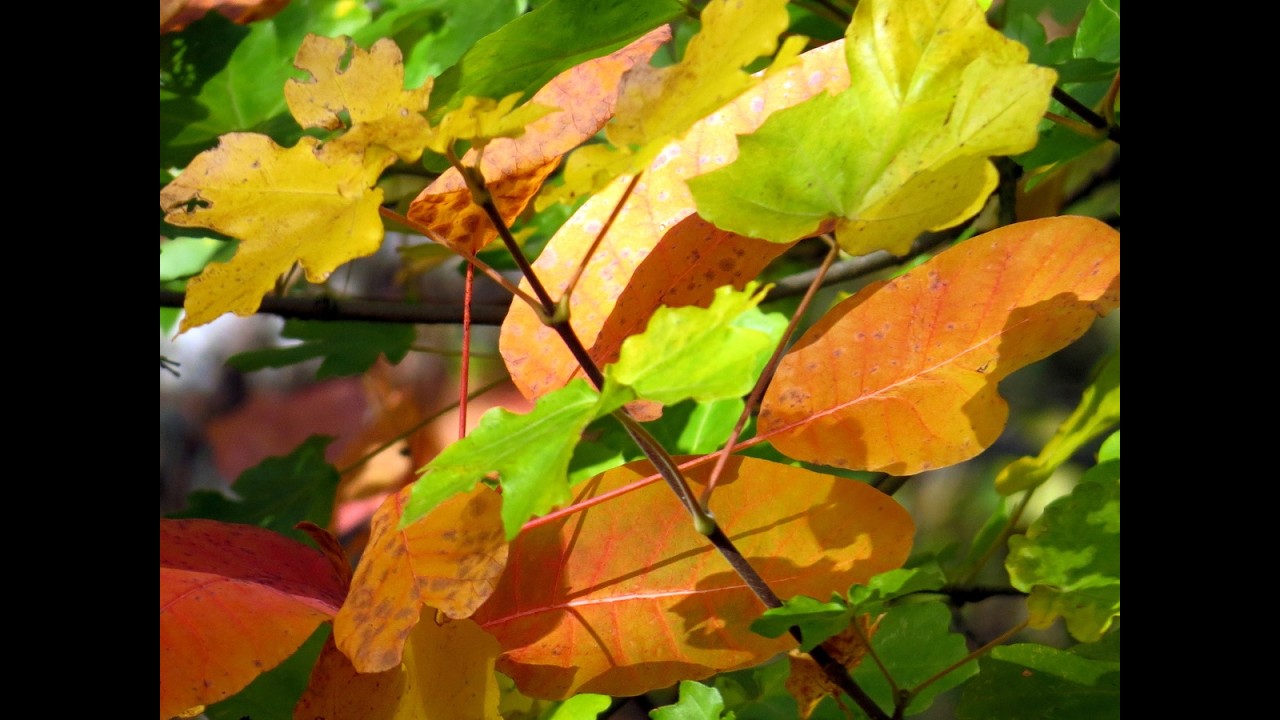 Яркая осень в Кизилташском лесу.  Часть 1