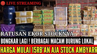 RABU !! KITA BONGKAR STOK TERBARU FULL BURUNG HUTAN || WA:0838-7553-6945