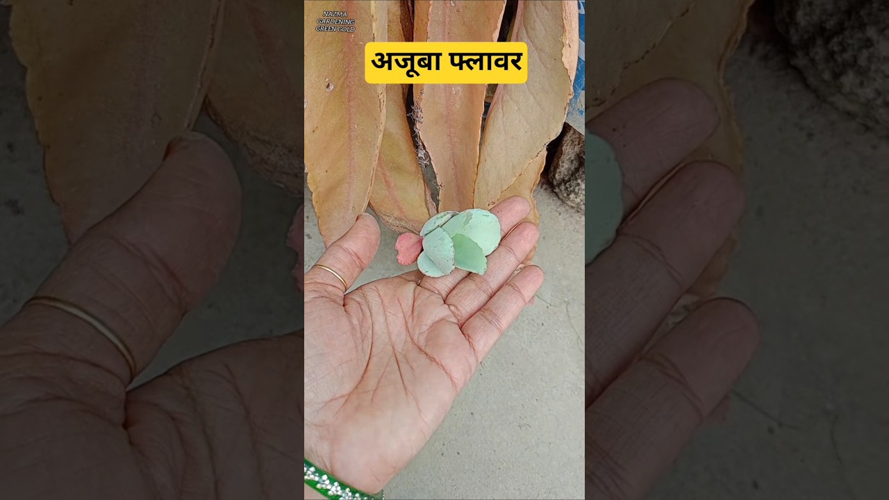 अजूबा फ्लावर ऐसा होता है