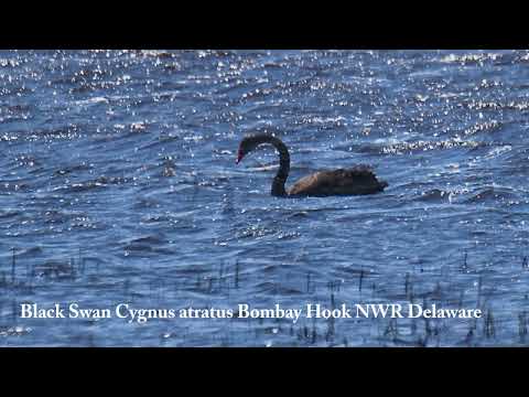 Black Swan Cygnus atratus Bombay Hook NRW Delaware. Species from Australia/New Zealand. 4/25/2024.