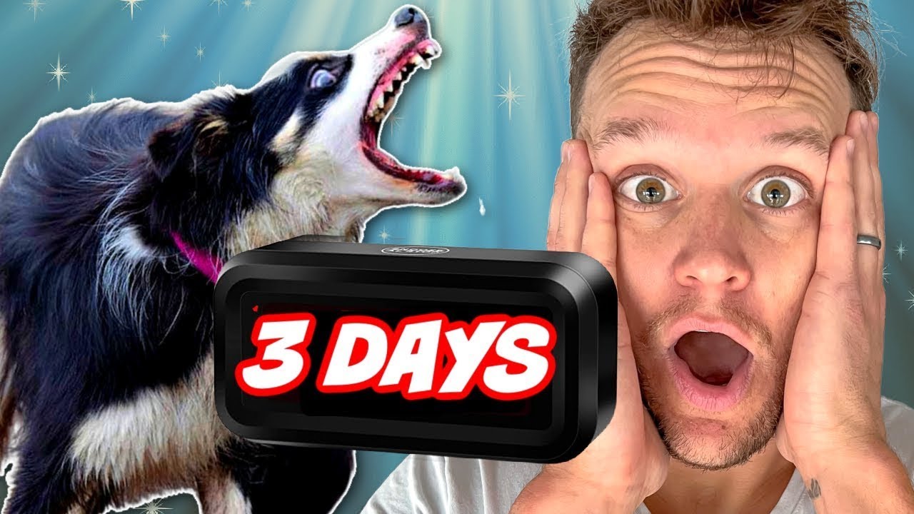 Can I save this AGGRESSIVE dog in time? - YouTube