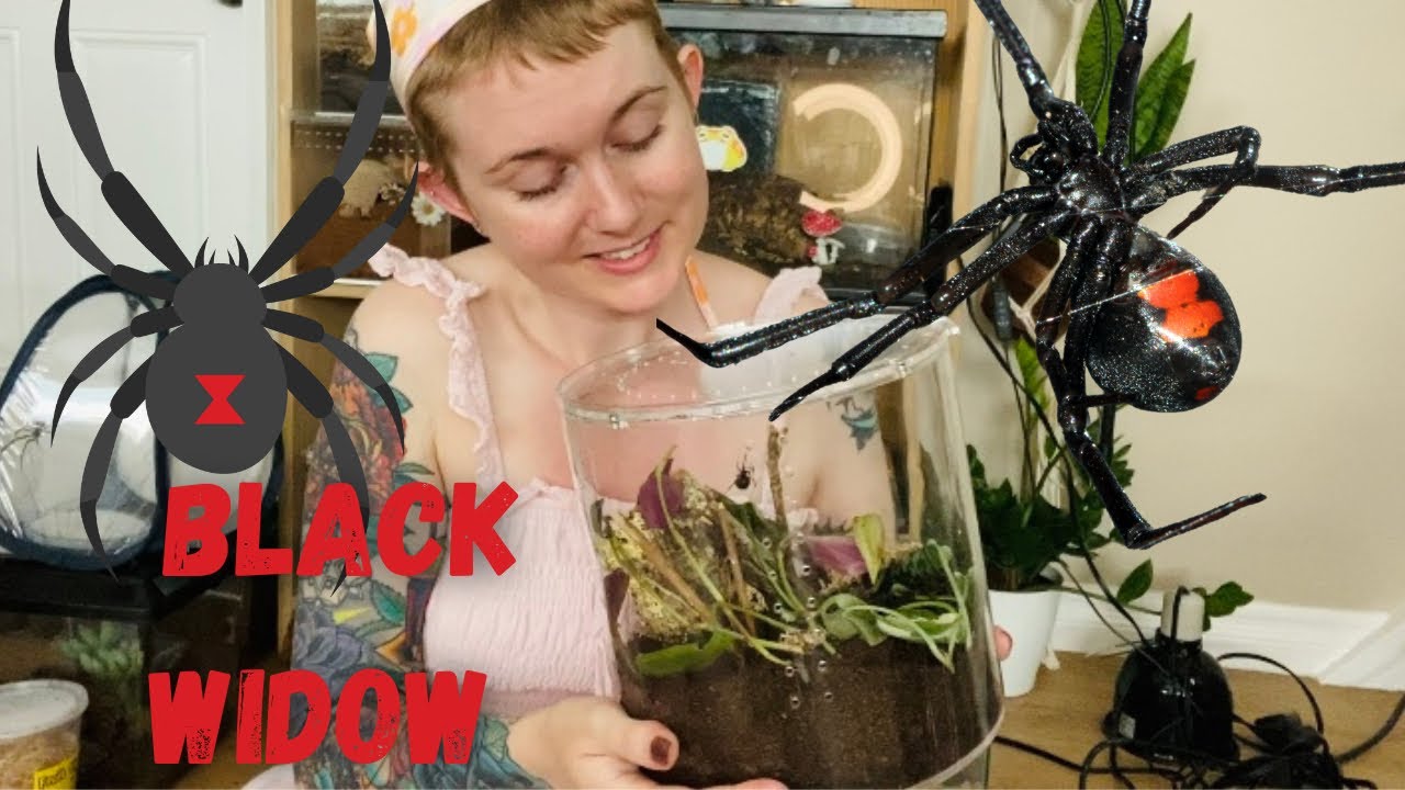 Pet Black Widow Spider gets Bioactive Enclosure (Shenay kloss from agt