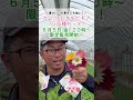 ガーベラガルビネア5種セット販売中！季節問わず美しく咲く #園芸 #花 #ガーデニング