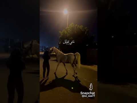 المهرة بتعرف خيالا