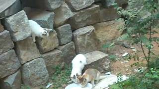 DSCF0234.AVI