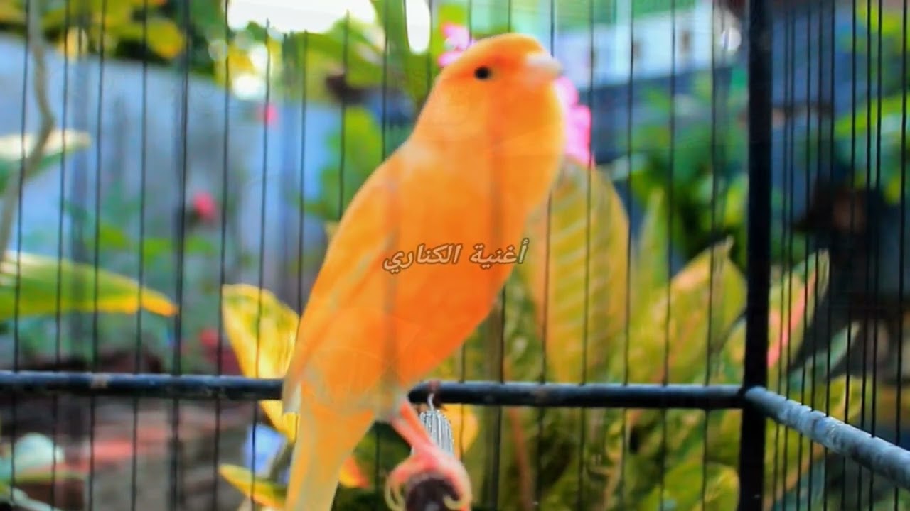 Мирное бельгийское пение канареек для снятия стресса и внутреннего покоя ASMR