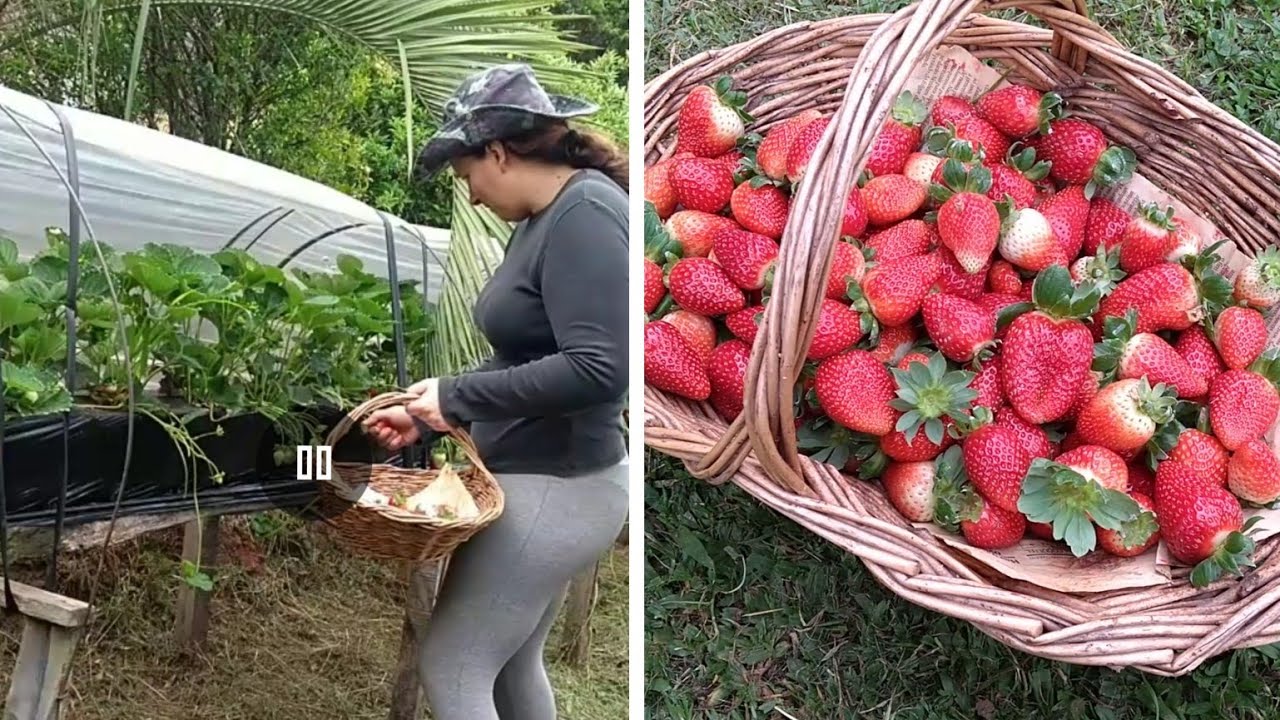 Estufa para 150 pés de morangos, colheita e mais.