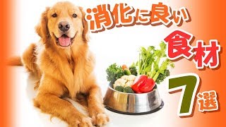 【要チェック】愛犬も絶対喜ぶ手作りご飯おすすめ食材って何が有る？！