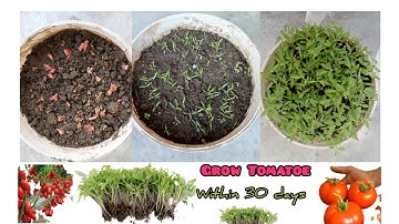 The Easiest And Most Fruitful way to Grow Tomatoes at Home