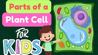 How Plant Cells Work Easy Biology Explained For Kids R-Online Cles