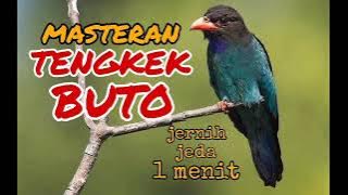 masteran tengkek buto jernih jeda 1 menit.