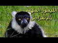ليمور مدغشقر