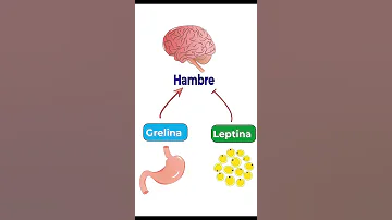 ¿Qué es la insulina ghrelina?