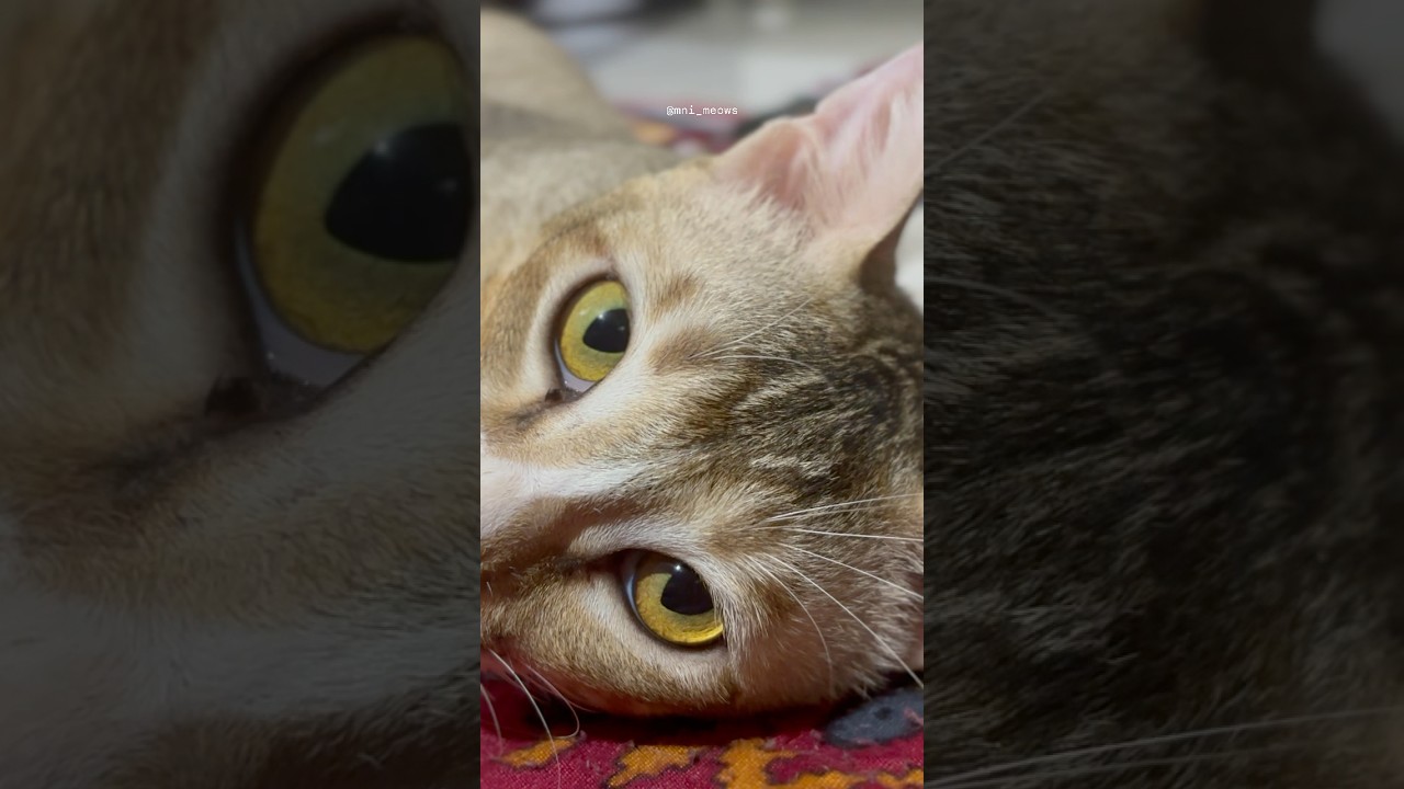 Hamare Ghar🏠ka Mufasa..Saux❤️🫶🏻