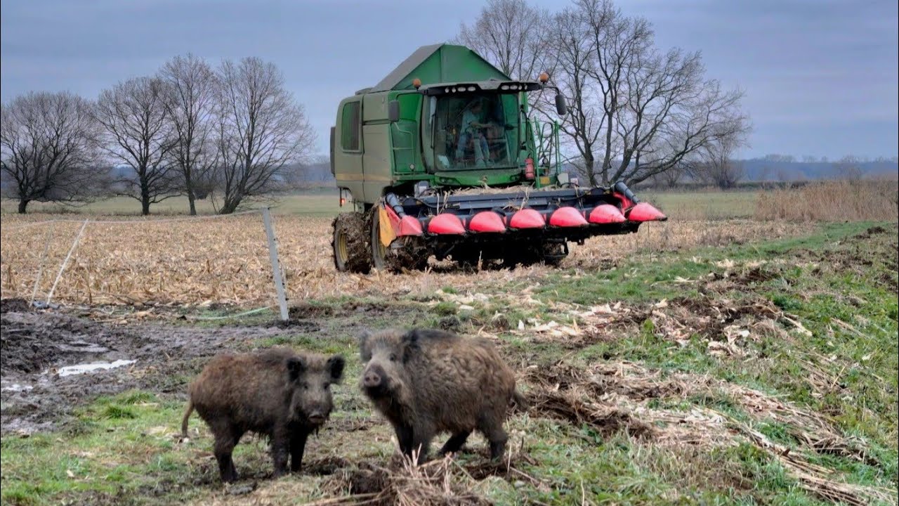 Koniec żniw kukurydzianych 2025