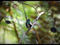 Behavior of Marvelous Spatuletail (Loddigesia mirabilis) in Huembo Lodge, Amazonas region