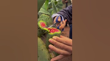 Thumbnail of This Cactus Fruit Is Very Sweet | Cactus Fruit Harvesting#satisfying#short