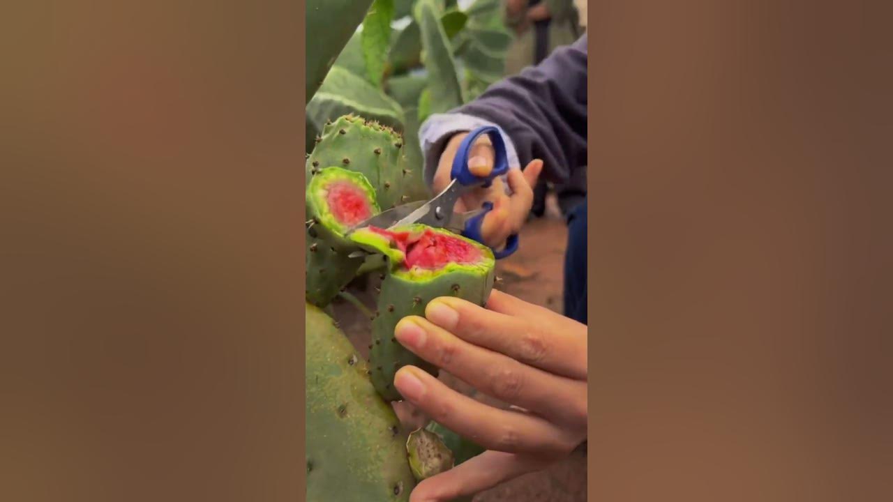 This Cactus Fruit Is Very Sweet | Cactus Fruit Harvesting#satisfying#short