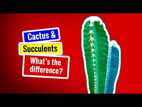 Video: Co je sukulentní rostlina – Sukulentní vs. Kaktus a další vlastnosti sukulentních rostlin