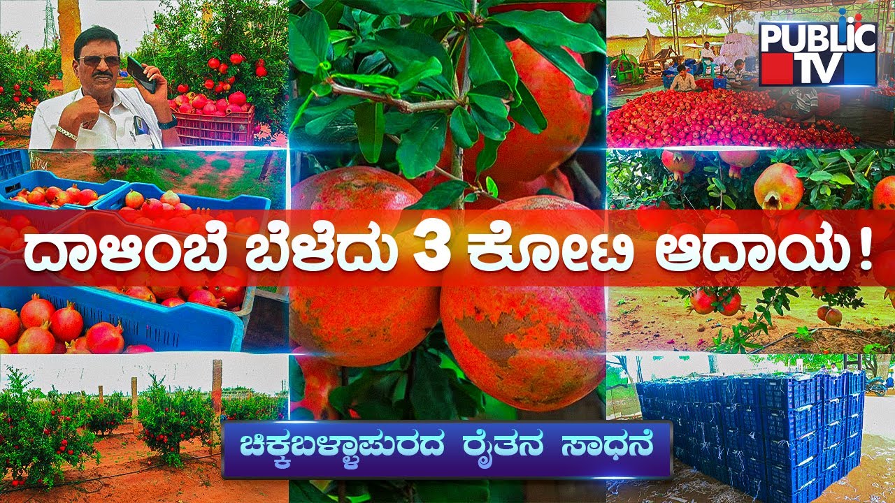 ಬರದ ನಾಡಿನಲ್ಲಿ ಬಂಪರ್ ಲಾಭ..! Farmer Narayanaswamy Expecs Rs 3 Crore Income From Pomegranate Farming