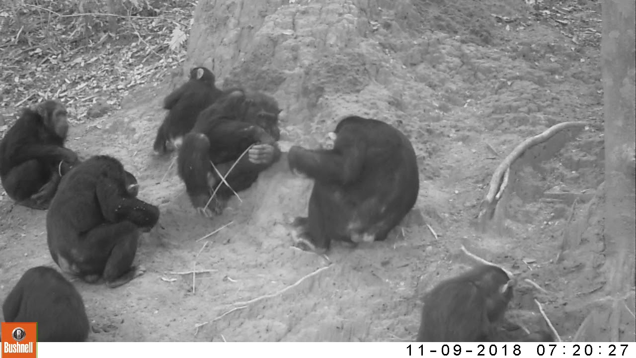 Issa chimpanzee fishing (7113_1) YouTube