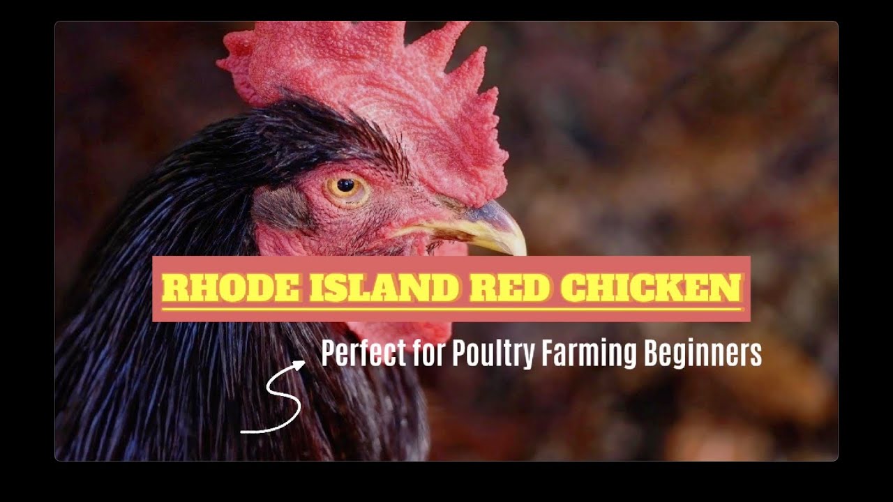Rhode Island Red: The Perfect Heritage Breed for Poultry Farming Beginners