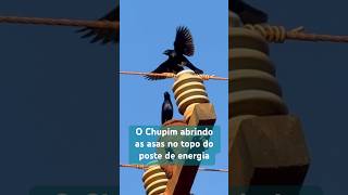 O impressionante flagrante do Chupim no poste de energia!