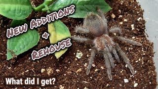 Three New Additions & G. pulchripes Rehouse