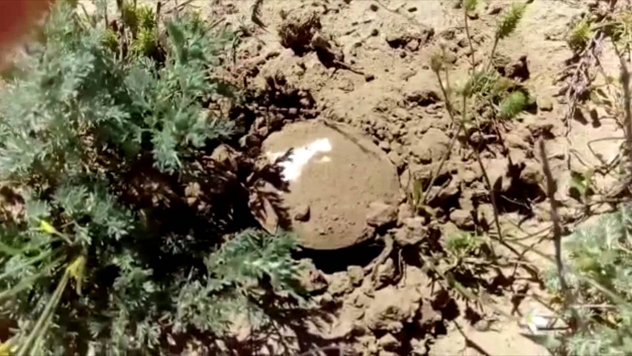 Plants Green Steppe steppe of Mangistau gather mushrooms in the desert