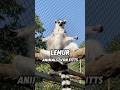 Lemur Sun Yoga 🧘♀️ ☀️ #animals #animallife #cute #funny #shorts