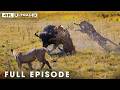 Apex Predators: The Great Survival Saga of Nature | Nature Animal Documentary
