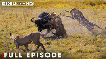 Apex Predators: The Great Survival Saga of Nature | Nature Animal Documentary