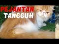 Kucing Anggora | KUCING KAWIN SILANG Kolaborasi Kucing Eropa dan Kucing Asia