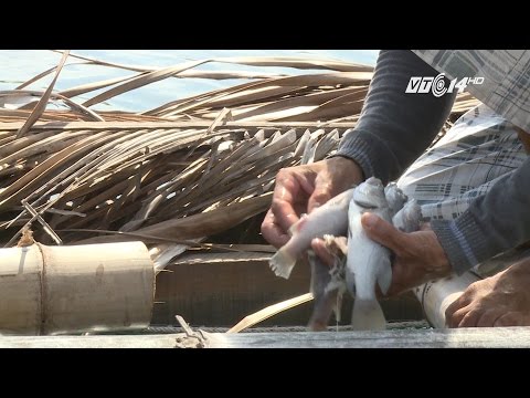 Video (VTC14)_Phú Yên: Cá chết ở đầm Ô Loan khiến ngư dân... - youtube