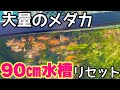１年放置した90㎝巨大メダカ水槽を完全リセット！中から色々な物が・・・
